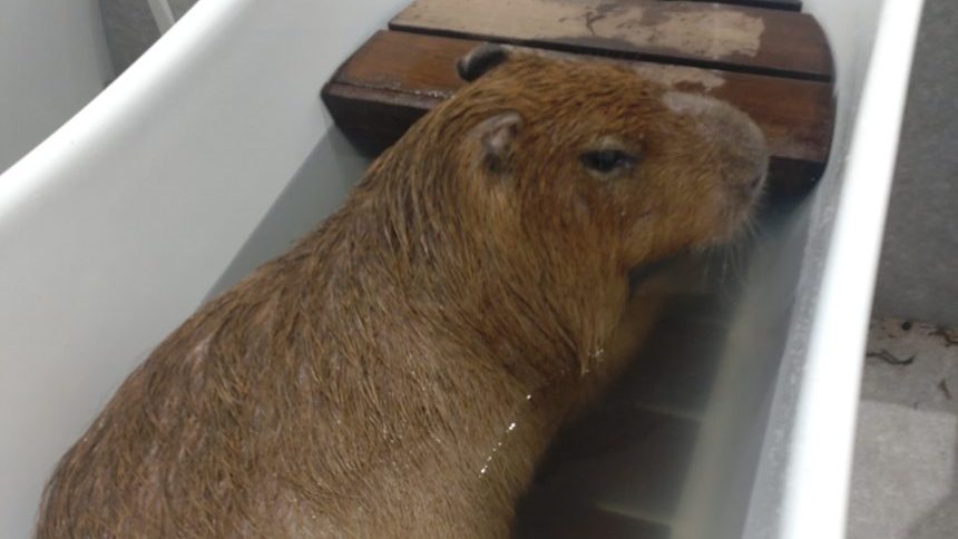 お風呂でほっこりするカピバラ